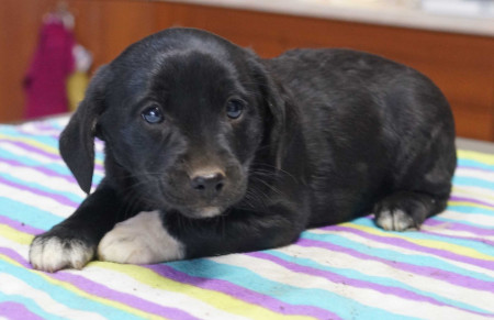 Aisha - rezervovaná (TD)